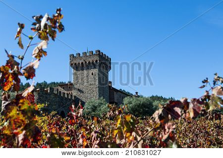 NAPA VALLEY CALIFORNIA - November 8 2016 : Castello di Amorosa's turret rising above large olive trees and fall grape vine leaves on November 8 2016 in Napa Valley California.