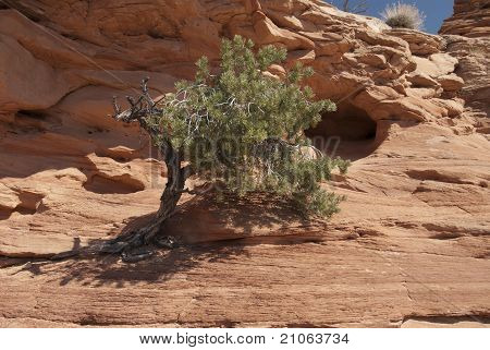 Albero cresce da una roccia