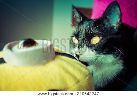 Cat and Minion with amazing yellow eyes