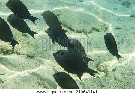 A flock of coral fish (Acanthurus nigrofuscus Brown surgeonfish) against the background of a sandy bottom