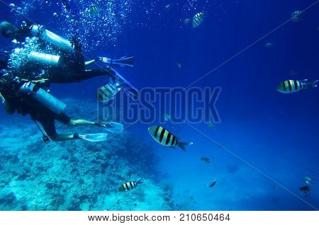 Fish swim for diving. Abudefduf saxatilis, underwater