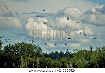 Sky full of herons in the summer time