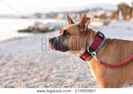 Portrait of white-brown male dog breed American Stafford shire terrier at the beach