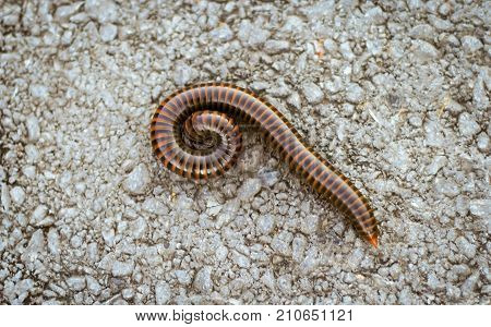 orange and brown millipede on the floor