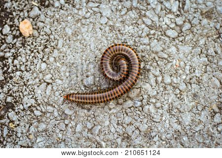 orange and brown millipede on the floor