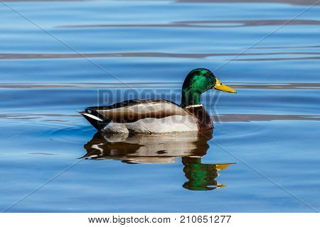 Mallard duck swimming on Roosevelt Lake, Arizona.
