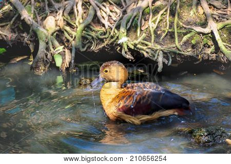 Littlt teal Shaking off water on feather