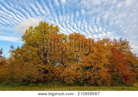 sunny landscape in the park with autumn trees