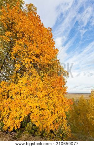 sunny landscape in the park with autumn trees