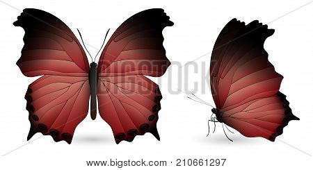 Set of colorful realistic butterflies. Front and side view. Vector 3D illustration