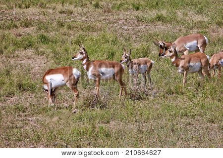 Dubois, USA, 2017.09.06:Pronghorns near Dubois in the USA.