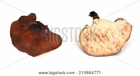 royoporus badius mushroom also known as picipes badius or the black foot polypore
