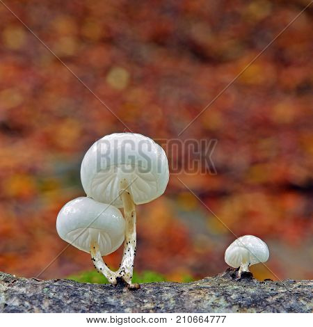 oudemansiella mucida mushroom cluster on the tree bark porcelain fungus