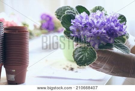 Transplant flowers in pots. Florist transplant violets. Growing violets- how to grow violet.