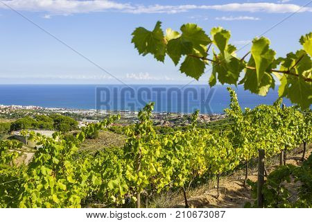 Vineyards of the Alella wine region near the Mediterranean Sea in Catalonia Spain