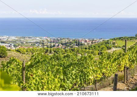 Vineyards of the Alella wine region near the Mediterranean Sea in Catalonia Spain