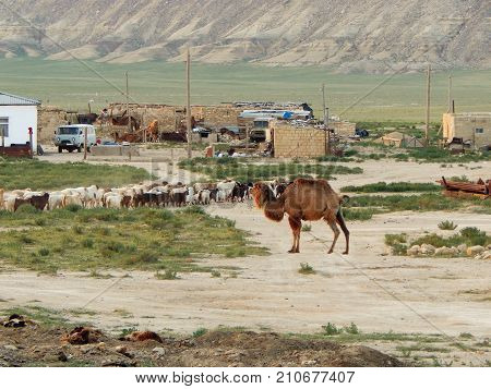 Steppe settlement. Kazakhstan. Mangistau region. In the Shetpe area.