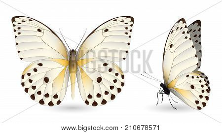 Set of colorful realistic butterflies. Front and side view. Vector 3D illustration