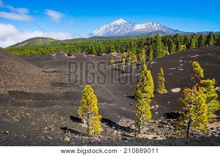 View of the volcano Teide near Arenas Negras. Grandeur nature and small man. Teide National Park Tenerife Canary Islands Spain. Artistic picture. Beauty world.