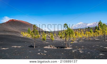 View of the volcano Teide near Arenas Negras. Grandeur nature in Teide National Park Tenerife Canary Islands Spain. Artistic picture. Beauty world.