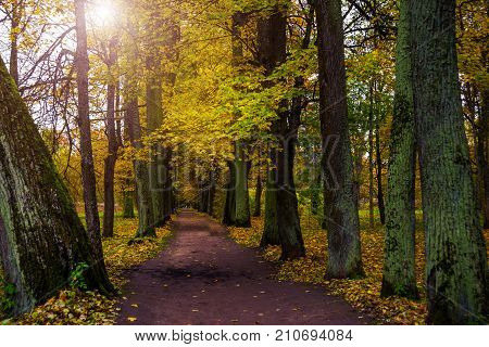 Beautiful Autumn Forest Park In Russia. The Park Estate Rozhdestveno. Leningrad Oblast.