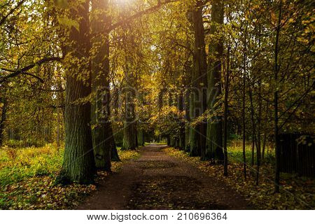 Beautiful Autumn Forest Park In Russia. The Park Estate Rozhdestveno. Leningrad Oblast.
