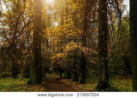 Beautiful Autumn Forest Park In Russia. The Park Estate Rozhdestveno. Leningrad Oblast.