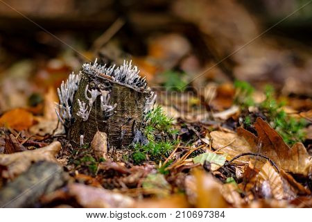 Candle-snuff Fungus (Xylaria hypoxylon) growing on moss covered rattan wood in a forrest in the Netherlands