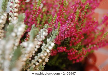 Heather