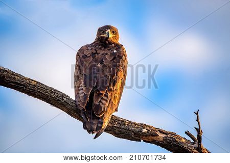 Steppe eagle or Aquila nipalensis pearching on a tree branch