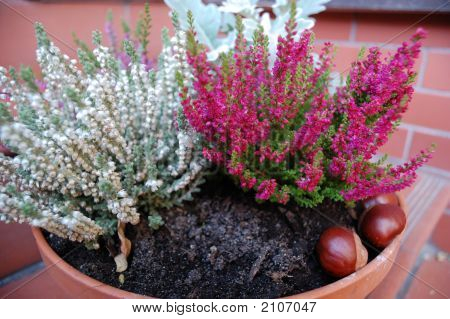 Heather