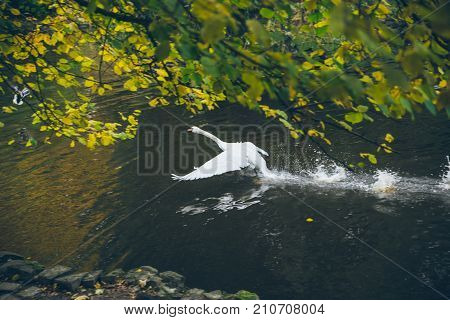 Swan sweeming on a lake in a park in autumn
