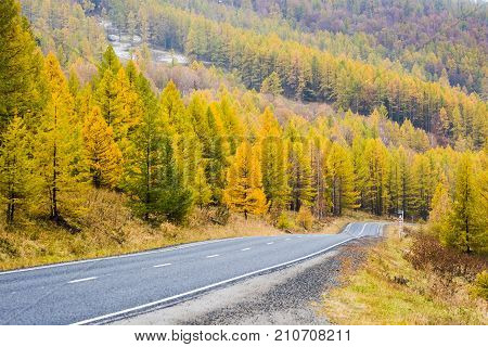 Federal highway M-52 Chuysky tract, asphalt road with markings among the autumn trees. Russia, the Altai Republic.