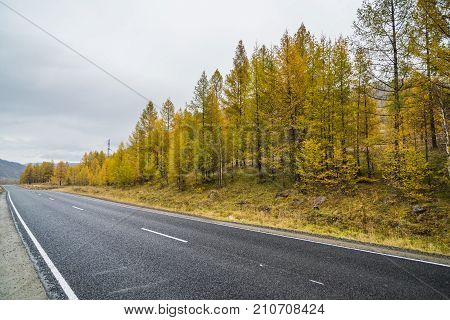 Federal highway M-52 Chuysky tract, asphalt road with markings among the autumn trees. Russia, the Altai Republic.