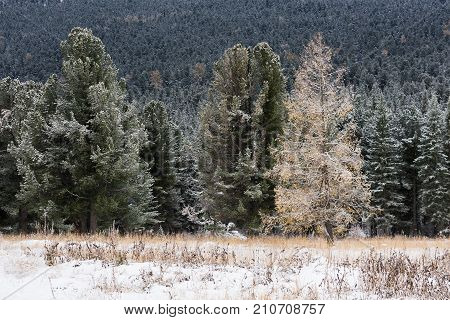 Autumn forest. Snow-covered pines and larch. Altai Republic. Russia