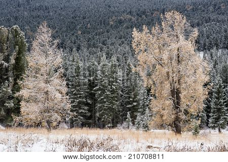 Autumn forest. Snow-covered pines and larch. Altai Republic. Russia