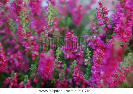 Heather