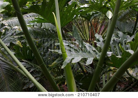 Monstera deliciosa leaves. Exotic rugged big green rainforest plant with fruits
