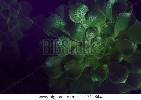 Aeonium undulatum Succulent Close Up.Close-up of green succulent plant with drops of water on the leaves. Black background. toned photo