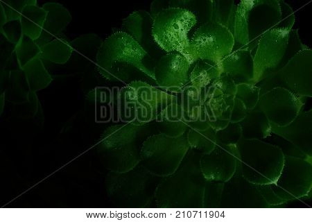 Aeonium undulatum Succulent Close Up.Close-up of green succulent plant with drops of water on the leaves. Black background. toned photo