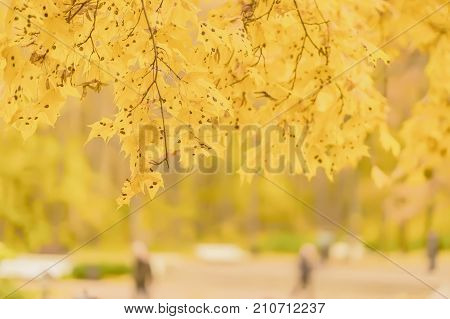 Maple tree leaf diseases. Rhytisma acerinum. Tar spot of maple. Black Spots on Maple Tree Leaves. Seasons. Modern background