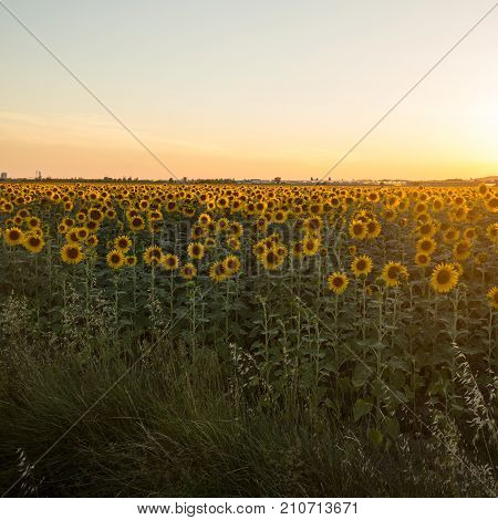 Sunflowers field near Arles in Provence France