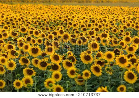 Sunflowers field near Arles in Provence France
