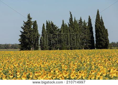 Sunflowers field near Arles in Provence France