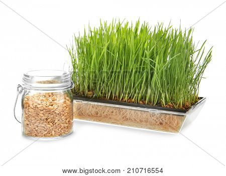 Sprouter with wheat grass and seeds in jar on white background