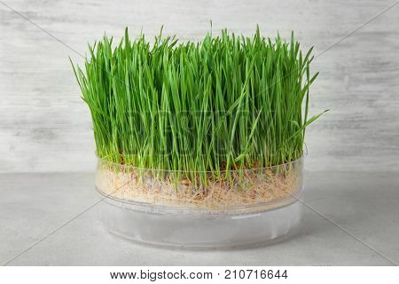 Sprouter with wheat grass on table