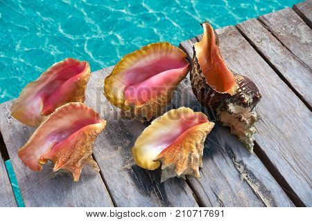 Caribbean seashells on a wooden pier over turquoise sea in Mexico