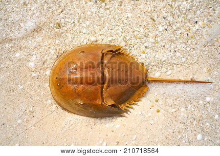 Cacerola de mar Limulus polyphemus horseshoe crab in Mexico