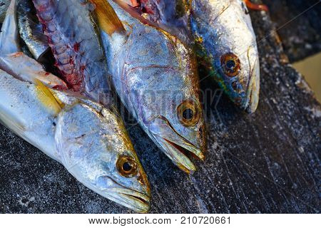 Croaker Corvina fillet fish in Holbox island of Mexico