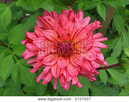 Dahlia Rosa